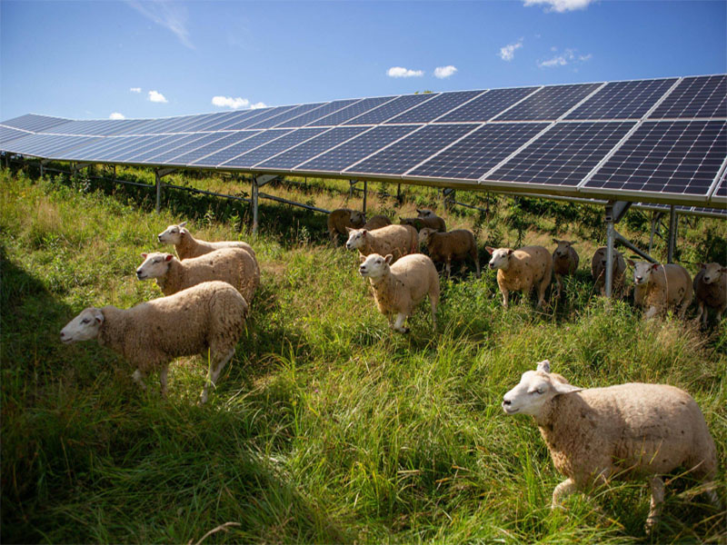 Solar Europe 2024: 혁신적인 농업 태양광 기술